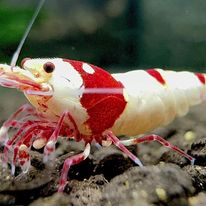 Crystal Red Shrimp