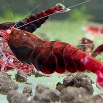 Golden Eye Red King kong