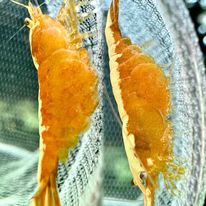 Yellow Golden Top Shrimps