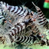 Albino Indian Zebra (Red Eye)