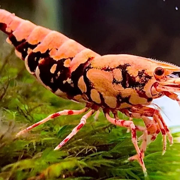 Flamingo Galaxy Series